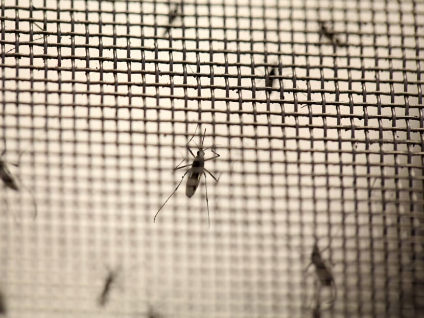 Aedes aegypti mosquitoes. Photo: Reuters