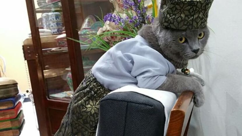 Kucing paling kacak dan segak Singapura lengkap berbaju Melayu pada Hari Raya Kucing paling kacak dan segak Singapura lengkap berbaju Melayu pada Hari Raya