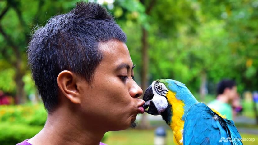 Parrot trainers new arrivals
