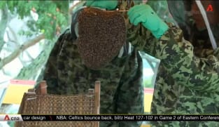 Bee businesses in Singapore growing with rising interest in tours, hive relocation | Video