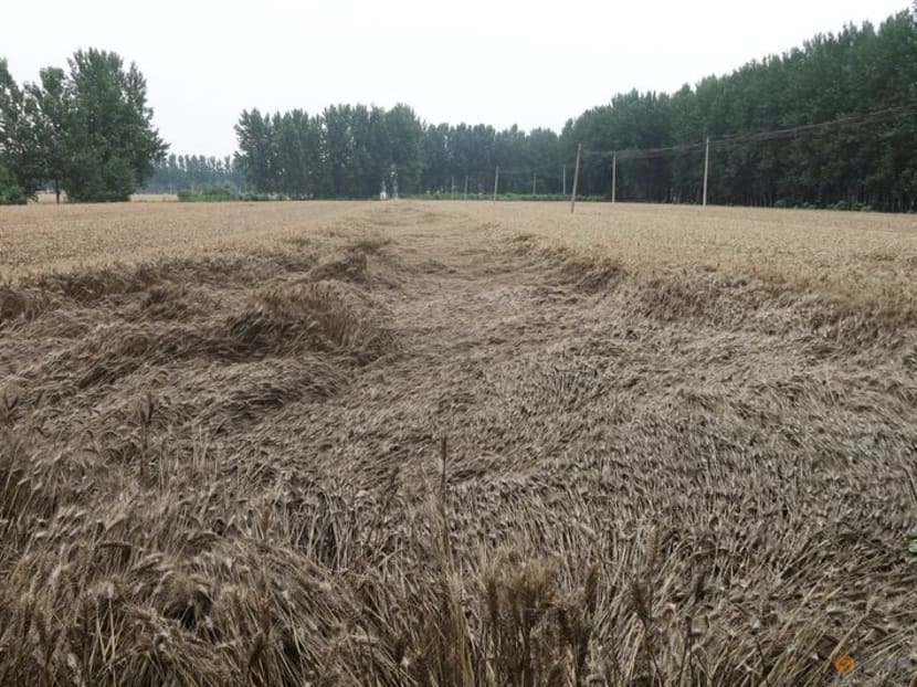 2023 10 05t085423z 1 lynxmpej9408h rtroptp 3 asia weather china wheat