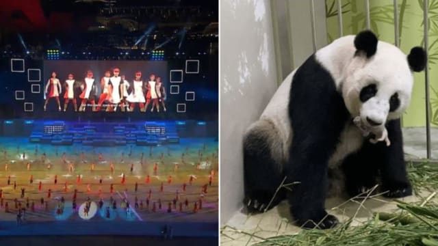 国庆庆典表演倒计时 首只新加坡大熊猫出生