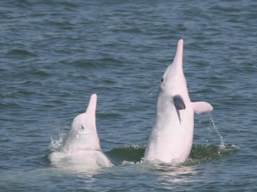 Chinese white dolphins displaying breaching and spy-hopping behaviours in the waters off Hong Kong, where ocean noise pollution threatens their survival.