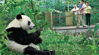 Staycations At These Hotels Include Hangout Sessions With Pandas & Orangutans