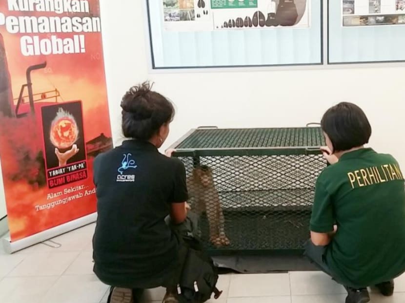 Endangered pig-tailed macaque rehomed in M’sia after rescue from S’pore car workshop