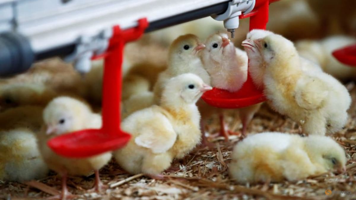 EU imports of Ukrainian chicken soar after quota lifted, French group