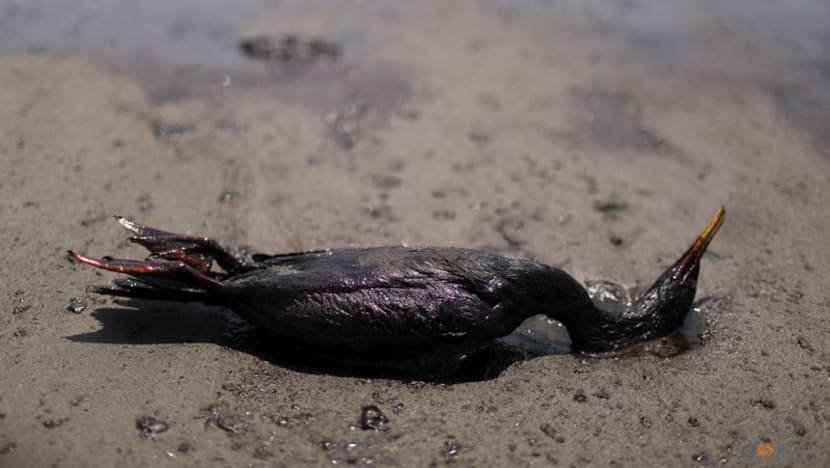 Peru says oil spill caused by Tonga waves is an 'ecological disaster' Peru says oil spill caused by Tonga waves is an 'ecological disaster'