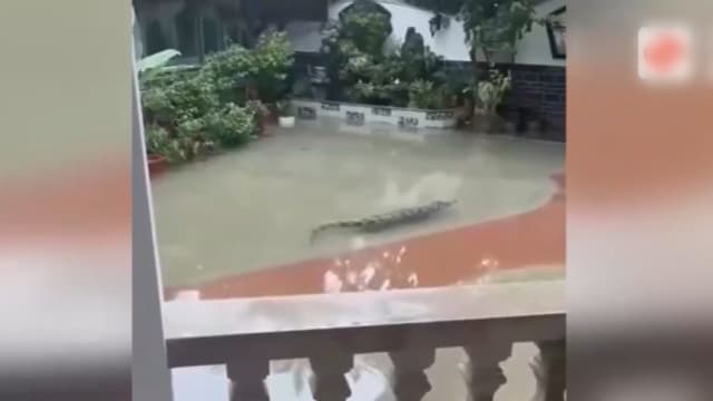 暴雨来袭70多条鳄鱼出逃 中国广东村民受促少出门