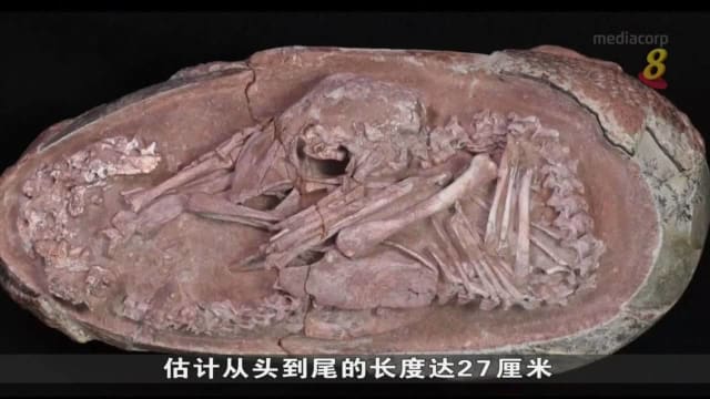 中国出土6600万年超罕见化石 至今最完整恐龙胚胎