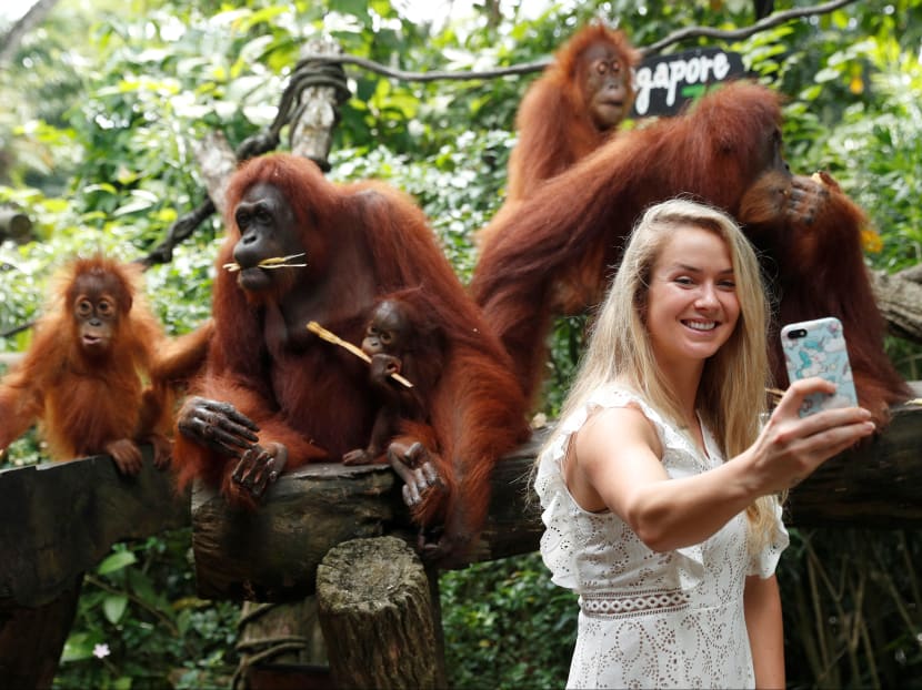 Photo of the day: Ukrainian tennis player Elina Svitolina taking a selfie with orangutans at the Singapore Zoo on Oct 19, 2017. The world No. 4 is in Singapore to make her debut at the BNP Paribas WTA Finals presented by SC Global, to be held from Oct 22 to Oct 29. Photo: REUTERS