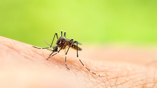 你是否容易“招蚊子”？科学家：与皮肤气味有关