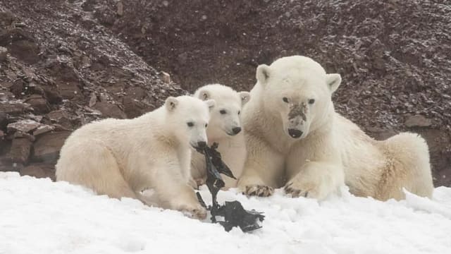北极熊吃垃圾袋  塑料污染殃及北极