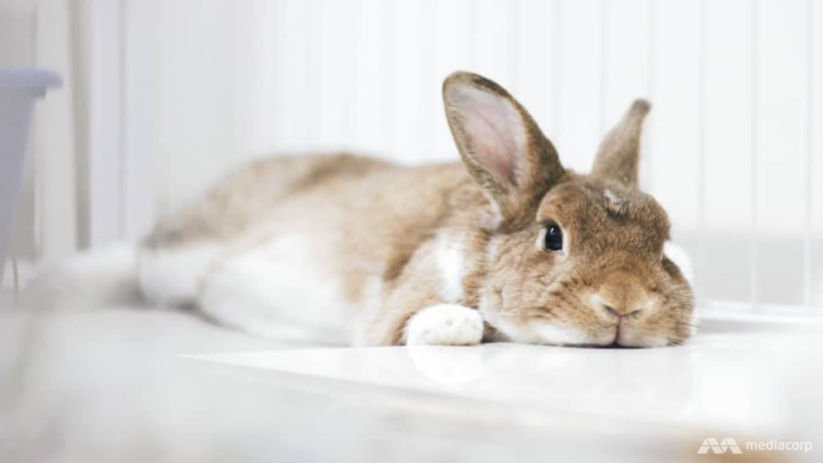 Pet shops, animal groups work to prevent abandonment cases ahead of Year of the Rabbit - CNA Pet shops, animal groups work to prevent abandonment cases ahead of Year of the Rabbit - CNA