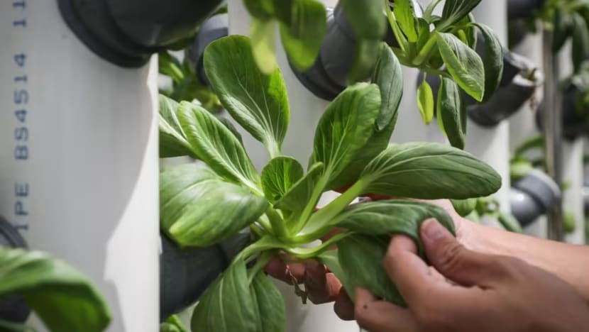 The Big Read: Buy local but at what price? Costlier Singapore produce could hamper quest for greater food security The Big Read: Buy local but at what price? Costlier Singapore produce could hamper quest for greater food security