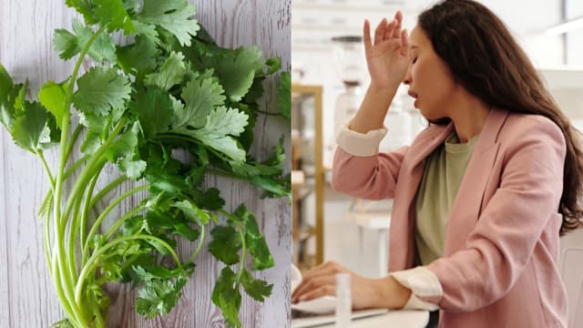 竟然有人不喜欢它？香菜可有效对抗冠病后遗症