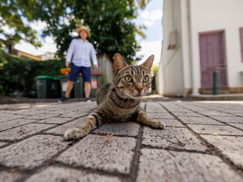 8 pet trackers in Singapore to prevent your furry friends from going missing 8 pet trackers in Singapore to prevent your furry friends from going missing