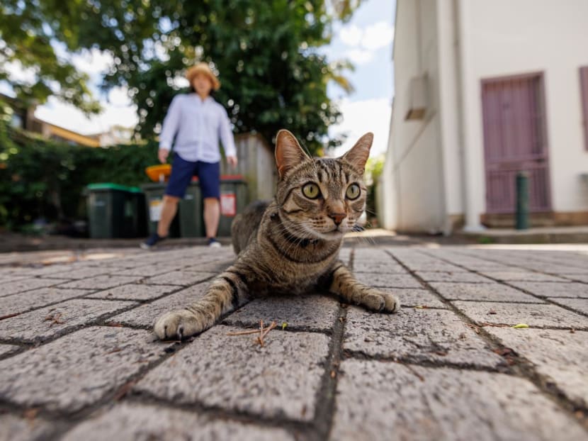 8 pet trackers in Singapore to prevent your furry friends from going missing