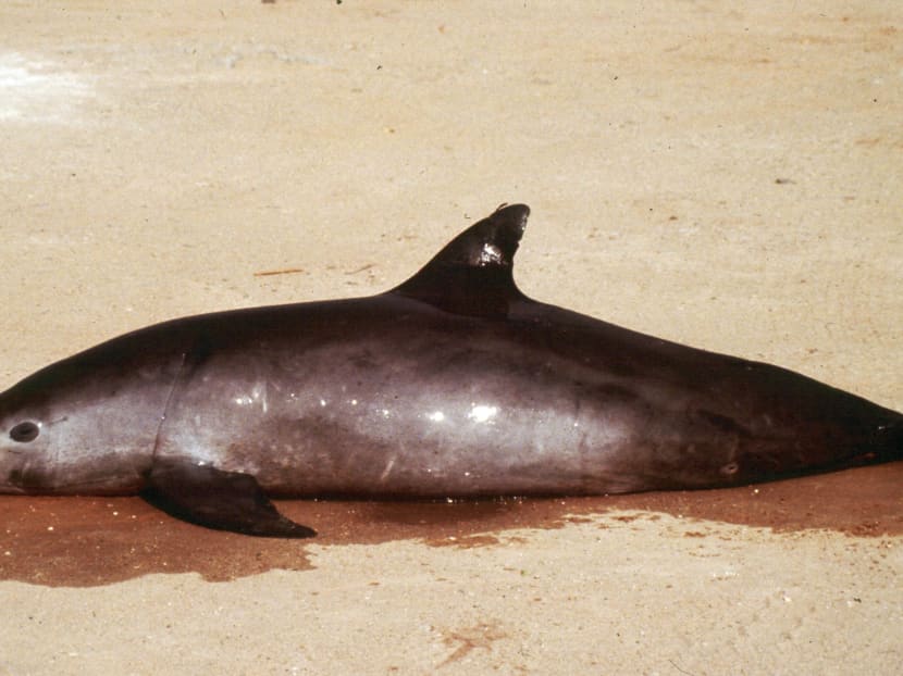 In this Feb 1992 file photo, a female vaquita marina porpoise lies dead after getting entangled in a gillnet on El Golfo de Santa Clara beach in the upper Gulf of California. Photo: AP/Omar Vidal