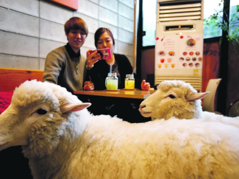 A Chinese tourist taking photographs of sheep at a sheep cafe in Seoul last year. Travel experts said Chinese are now travelling for experiences, not only for shopping. Photo: Reuters