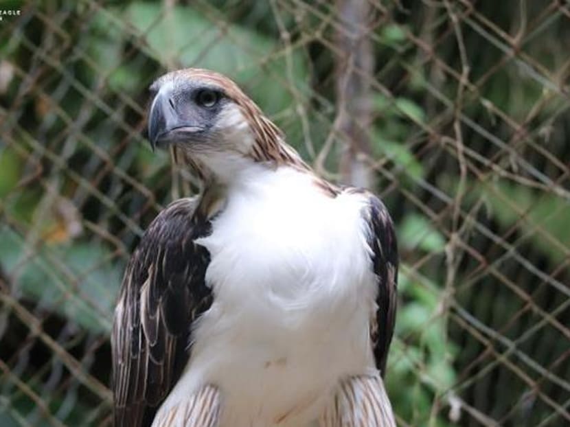 Geothermica, a 15-year-old male Philippine Eagle, is one half of the pair that will be on loan.