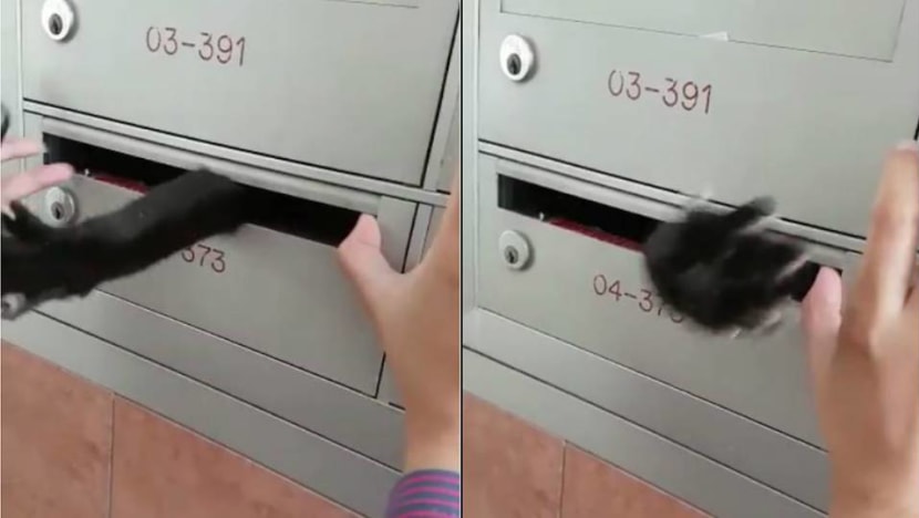 Cat rescued after being trapped in letterbox in Bukit Batok