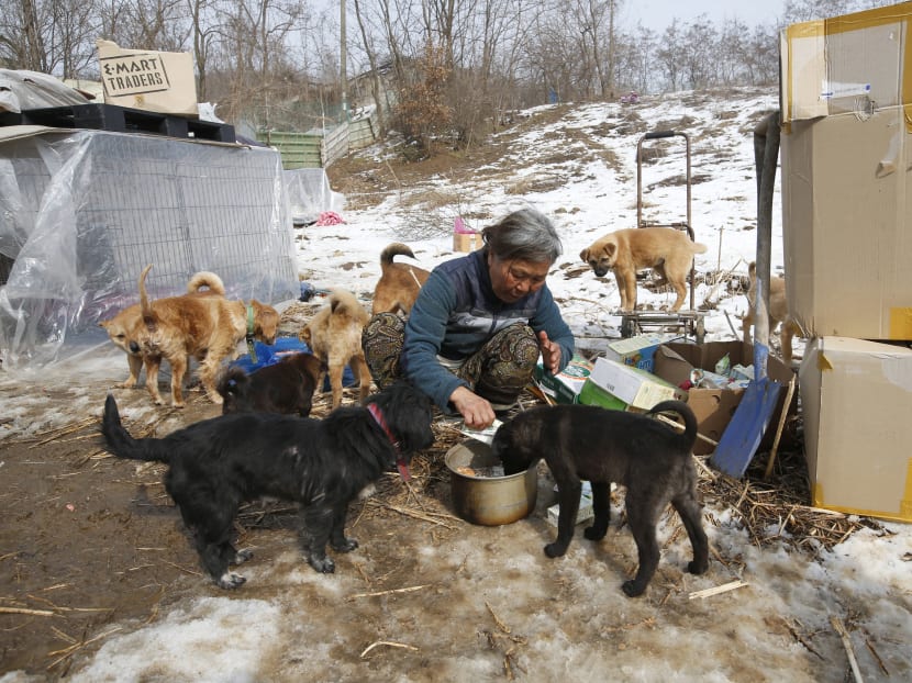 Gallery: Korean woman raises 200 dogs saved from streets, restaurants