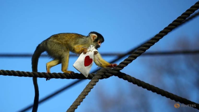 Mealworm Valentine treats charm London Zoo's squirrel monkeys