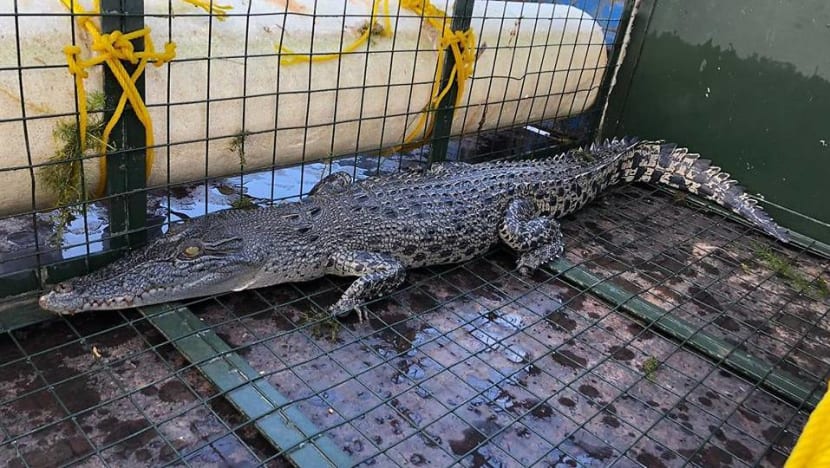 Crocodile caught at Lower Seletar Reservoir, water activities remain suspended Crocodile caught at Lower Seletar Reservoir, water activities remain suspended