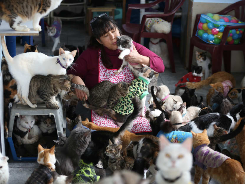 Peruvian nurse cares for 175 sick cats
