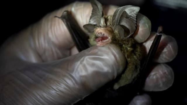 睡醒惊见蝙蝠停在颈部 美国老翁一个月后病逝