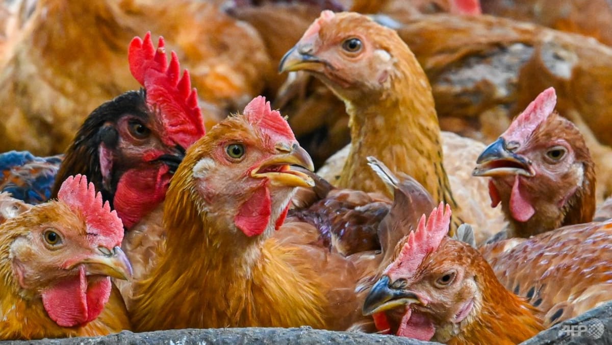 国内贸易部长说，马来西亚的鸡肉供应充足，直到 Hari Raya Puasa