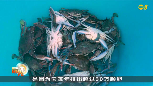 晨光|潮流解码：意大利蓝蟹泛滥 螃蟹料理成热潮