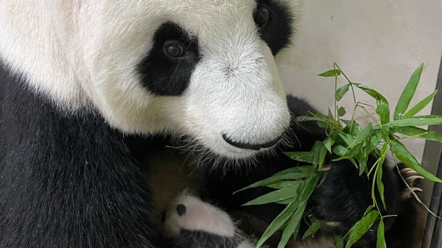 大熊猫宝宝征名活动 收到3万8000个建议