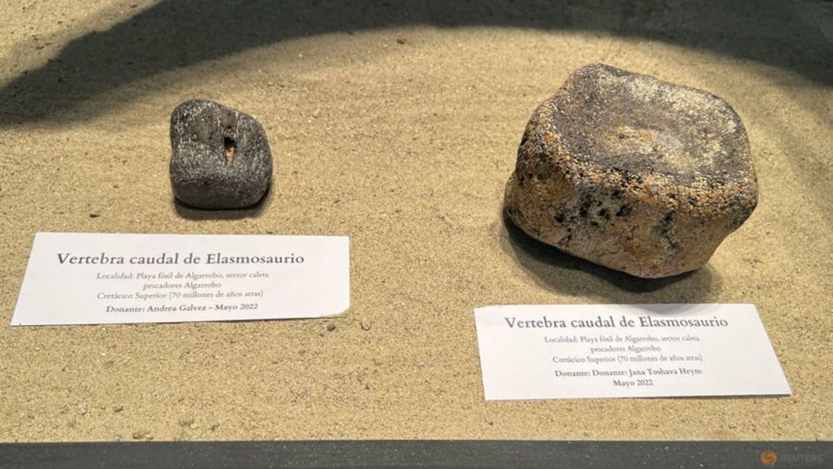 Visitantes de la costa chilena se convierten en protectores de fósiles de Elasmosorus