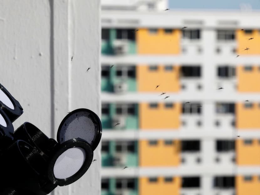 Male Wolbachia-aedes aegypti mosquitos being released via a mosquito launcher at a public housing estate test site in Singapore on August 27, 2020. Male Wolbachia-aedes aegypti mosquitos being released via a mosquito launcher at a public housing estate test site in Singapore on August 27, 2020.
