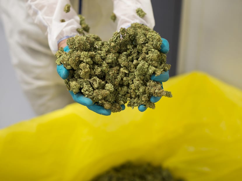 Malaysia is starting talks to legalise marijuana for medical use, racing to become the first Asian country to do so. Malaysia is starting talks to legalise marijuana for medical use, racing to become the first Asian country to do so.