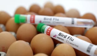 Test tubes labelled "bird flu" and eggs are seen in this picture illustration, Jan 14, 2023.
