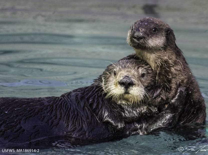 A Southern sea otter mother and her pup play together at the University of California, Santa Cruz Long Marine Laboratory pool in Santa Cruz, California, Jan 21, 2015 Photo: AP/Joe Tomoleoni