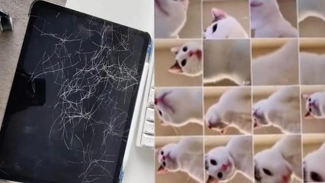 新技能get！猫咪解锁iPad自拍100张网美照