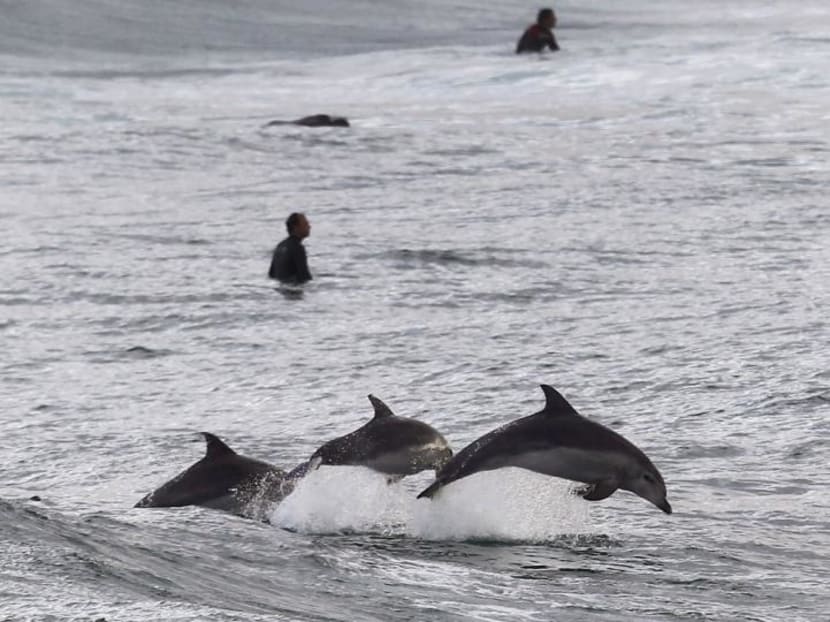 Dolphins near a beach in Sydney. Photo: Reuters