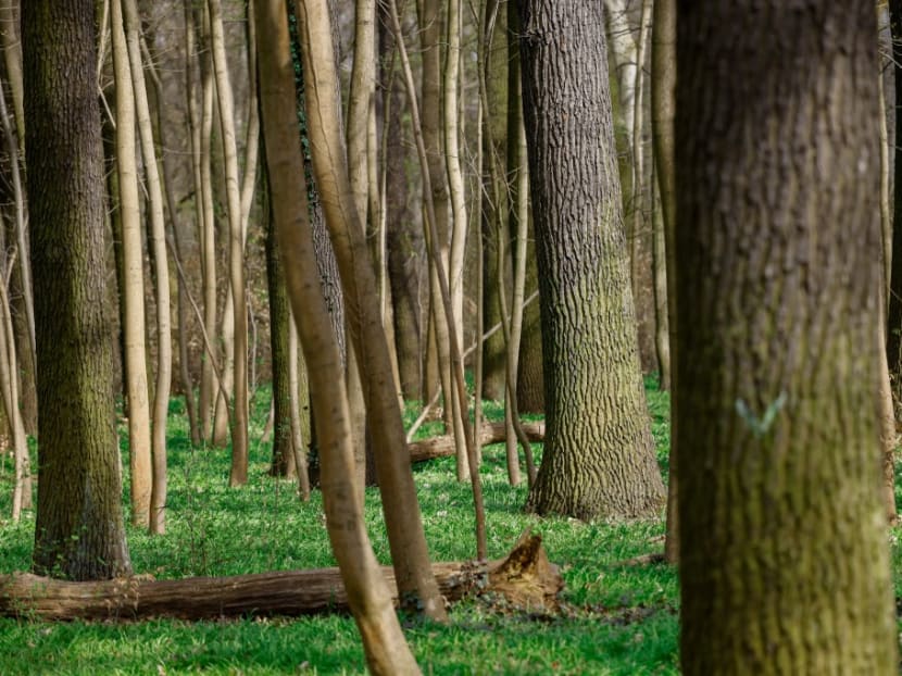 Noise pollution poses longterm risk to trees Study TODAY