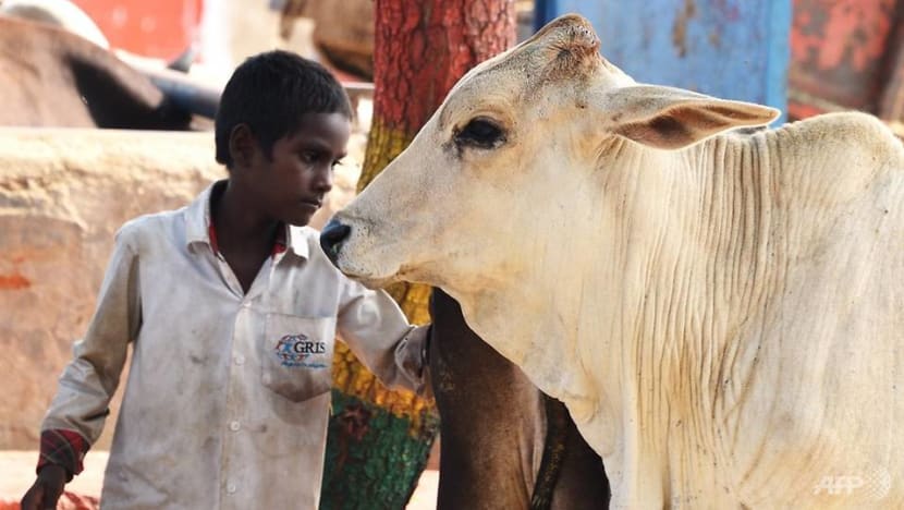 India to hold national 'cow science' exam
