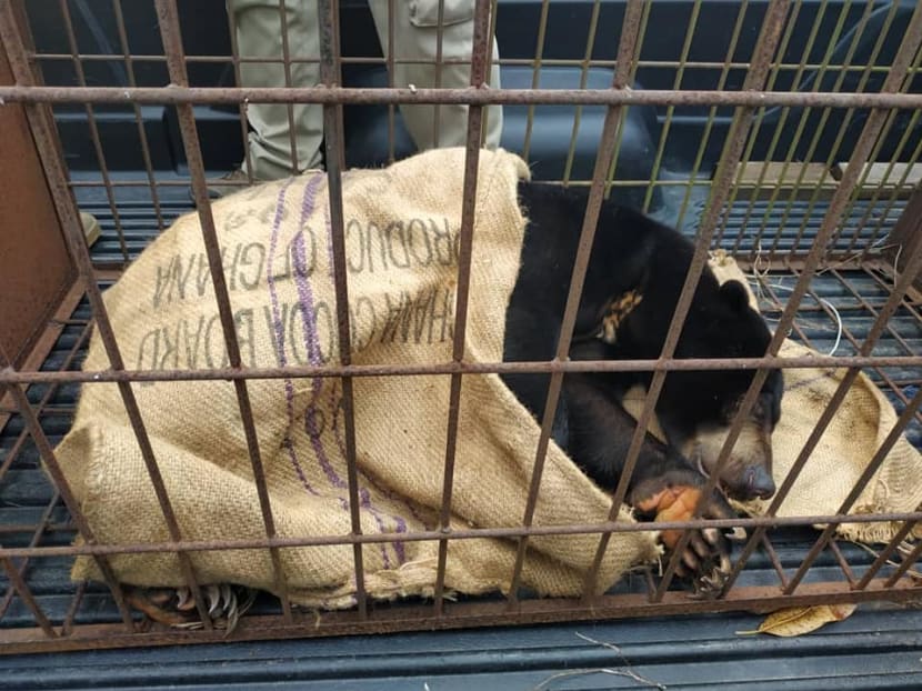 The sun bear was rescued and sent to Matang Wildlife Centre.