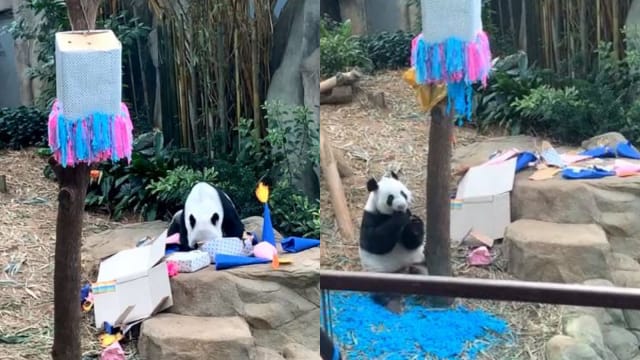 熊猫宝宝性别揭晓！公众可参与取名