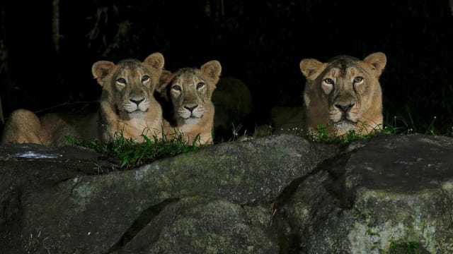 王乙康：确诊的三名饲养员和五头狮子正康复中