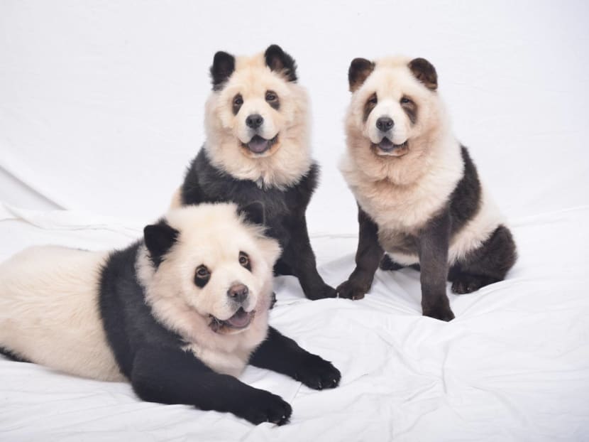 Chow Chows dyed to look like pandas - the basis of a new business that has set up shop in Singapore. Photo: Anton Kreil/Facebook