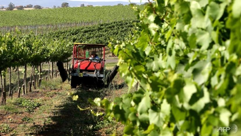 China trade body urges 'retrospective tariffs' on Australian wine
