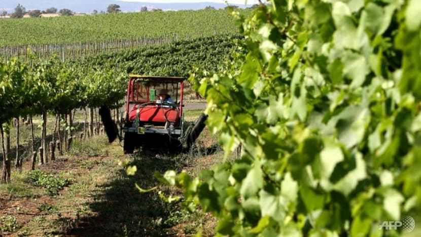 China investigating Australian wine subsidies, doubling down on dumping probe China investigating Australian wine subsidies, doubling down on dumping probe