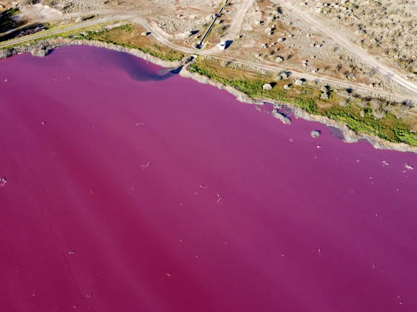 Aerial view of a lagoon that turned pink due to a chemical used to help shrimp conservation in fishing factories near Trelew in the Patagonian province of Chubut, Argentina, on July 23, 2021.