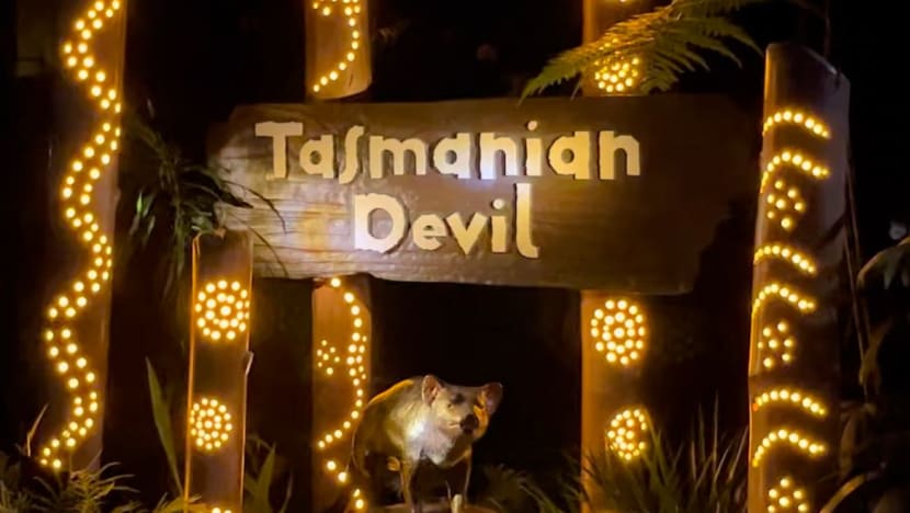 Night Safari sambut empat Tasmanian Devil betina dari Australia Night Safari sambut empat Tasmanian Devil betina dari Australia